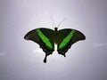 Close-up of an emerald butterfly on a white background Royalty Free Stock Photo