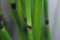 Close-up, emerald green, perennial herb, Equisetum