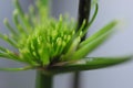 Close-up, emerald green, perennial herb, Equisetum