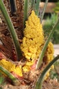 Japanese Sago Palm Yellow Flowers Royalty Free Stock Photo