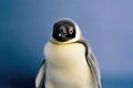 Close up of emperor penguin on blue background, created using generative ai technology