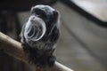 Close up of an Emperor Tamarin Royalty Free Stock Photo