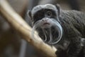 Close up of an Emperor Tamarin Royalty Free Stock Photo