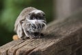 Close-up of a Emperor Tamarin ape