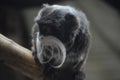 Close up of an Emperor Tamarin Royalty Free Stock Photo