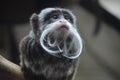 Close up of an Emperor Tamarin Royalty Free Stock Photo