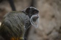 Close up of an Emperor Tamarin Royalty Free Stock Photo