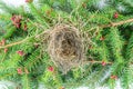 Close up of empty birdÃÂ´s nest on flowering fir branch with red Royalty Free Stock Photo