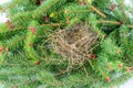 Close up of empty birdÃÂ´s nest on flowering fir branch. Royalty Free Stock Photo