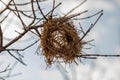 Close up empty birds nest Royalty Free Stock Photo