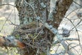 Close up of empty birds nest in the pine tree with lichens and moss. Royalty Free Stock Photo