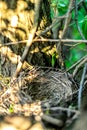 Close up empty birds nest in the tree Royalty Free Stock Photo