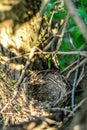 Close up empty birds nest in the tree Royalty Free Stock Photo