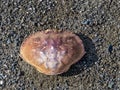 Close up of an empty crab shell on Gold Bluffs Beach at Prairie Creek Redwoods State Park, California, USA