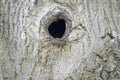 Close Up Of A Empty Hole In A Tree