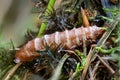 Empty moth pupae shell between moss and pine needles Royalty Free Stock Photo