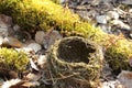 Close up empty nest with sprouts in spring