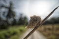 Close up of the brown-colored mantid egg case on the blade of grass. Royalty Free Stock Photo