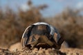 Close up of an empty shell or remains of a dead angulate tortoise found in the Kalahari dessert.  Some of the scutes were peeled Royalty Free Stock Photo