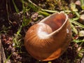 close up of an empty snail shell outside on the ground brown detail macro