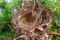 Close up empty swallows nest. Top view Royalty Free Stock Photo