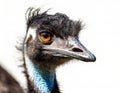 close up on a emu face and head isolated in front of a white background looking away from camera Royalty Free Stock Photo