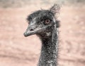 Close up of emu head