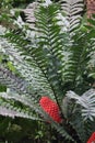 Close Up of an Encephalartos Ferox with a Red Seed Cone