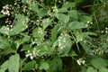 Circaea lutetiana - wild plant. Plant blooming in summer