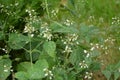 Circaea lutetiana - wild plant. Plant blooming in summer