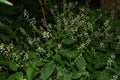 Circaea lutetiana - wild plant. Plant blooming in summer