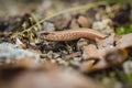 Fragile brown and beige legless lizard, Anguis fragilis