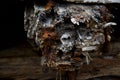 Close up of end of rotten timber of deralict wharf showing wood grain pattern and rust stains Royalty Free Stock Photo