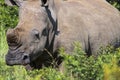 Endangerd Dehorned Rhinoceros Wandering Through Bushland Royalty Free Stock Photo