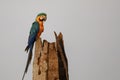 Close-up of an endangered Blue-and-yellow macaw perching on a palm tree trunk