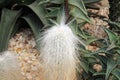 Close Up of an Endangered Cephlaocereus Senilis Cactus Royalty Free Stock Photo