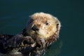 Sea otter, Enhydra lutris, in Pacific ocean Royalty Free Stock Photo