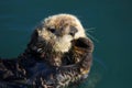 Sea otter, Enhydra lutris, in Pacific ocean Royalty Free Stock Photo