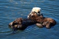 Sea otter mother and pup , Enhydra lutris, in Pacific ocean