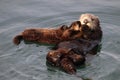 Sea otter mother and pup , Enhydra lutris, in Pacific ocean