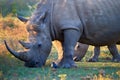 Close up, endangered Southern white rhinoceros, Ceratotherium simum, direct view on mother with calf on savanna, lit by colorful Royalty Free Stock Photo