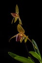 Close-up of endemic paphiopedilum rothschildianum specie on black background Royalty Free Stock Photo