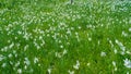 CLOSE UP: Endless meadow in the sunny Alps is full of beautiful white narcissi. Royalty Free Stock Photo