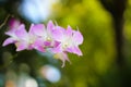 Close up endrobium orchids flower or light purple dendrobium hybrid branch blooming in natural garden background Royalty Free Stock Photo