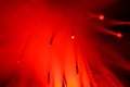 Close up on the ends of a selection of illuminated red fiber optic light strands Royalty Free Stock Photo