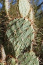 Close up of an Engelmann Prickly Pear Cactus in the Arizona desert Royalty Free Stock Photo
