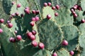 A fruiting Engelmann Prickly Pear Cactus in the Arizona Desert