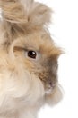 Close-up of English Angora rabbit