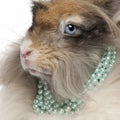 Close-up of English Angora rabbit wearing pearls