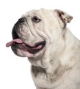 Close-up of English Bulldog, 14 months old Royalty Free Stock Photo